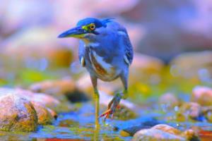 欧洲篮球联赛，教练们的智慧与成就欧洲篮球联赛教练